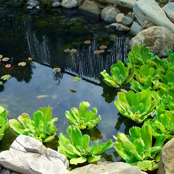 How to Cool Pond Water in Summer: A Guide For Keeping Your Pond Fresh