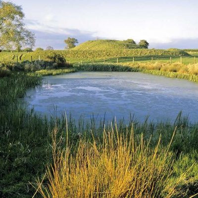 How Much Maintenance is a Pond?