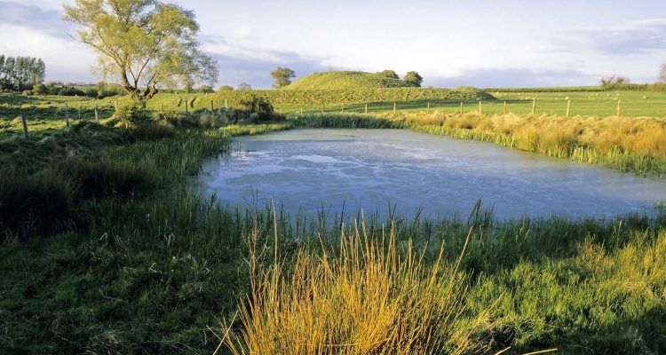 How Much Maintenance is a Pond?