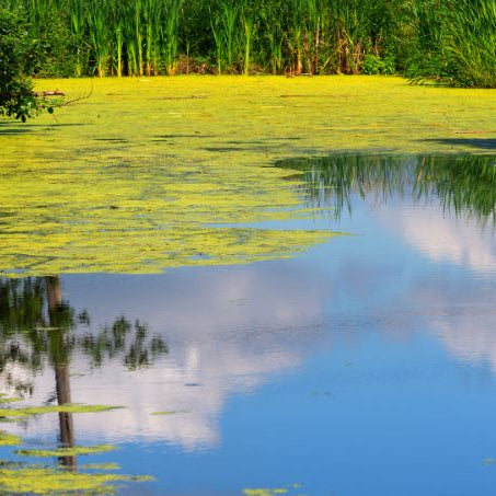 How to Fix a Smelly Pond: Top Tips for a Healthy Pond Ecosystem