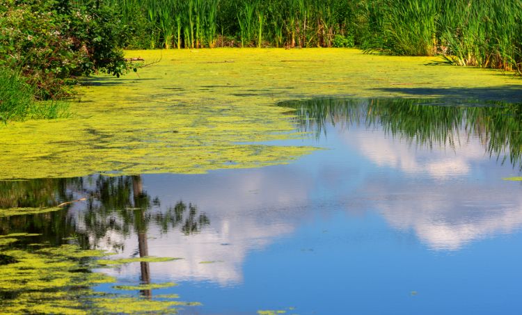 How to Fix a Smelly Pond: Top Tips for a Healthy Pond Ecosystem